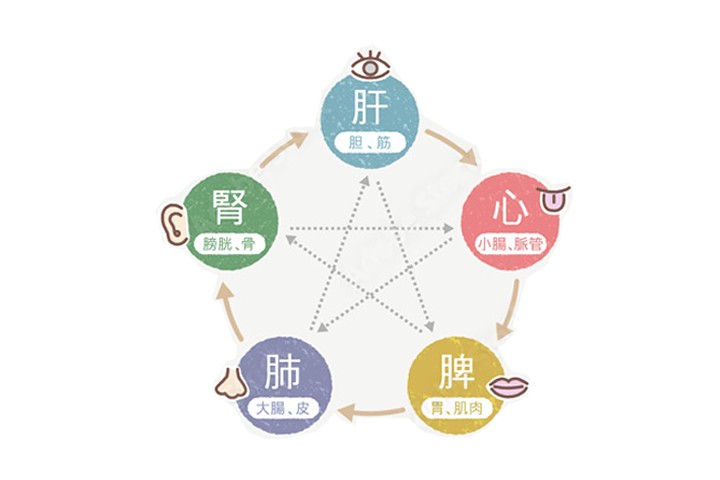 東洋医学における「五行説（ごぎょうせつ）」と「五臓六腑（ごぞうろっぷ）」の関係