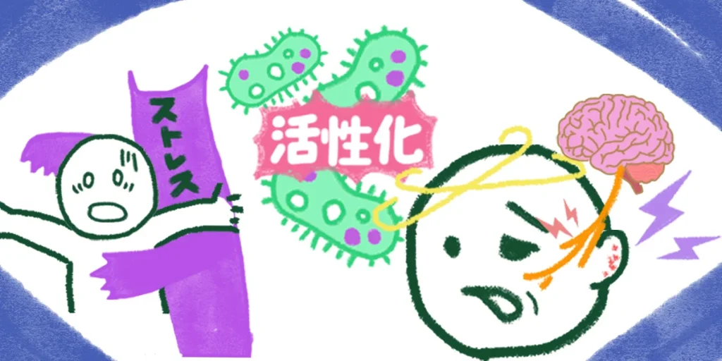 ストレスなどにより免疫力が低下。ウイルスが活性化してハント症候群を引き起こす。