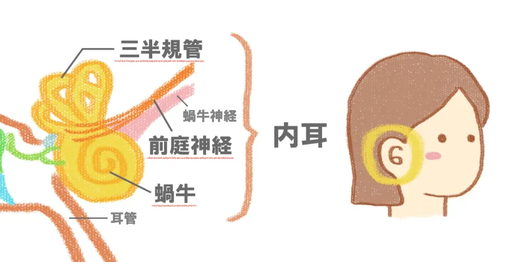 突発性難聴のめまいが関係する内耳の構造