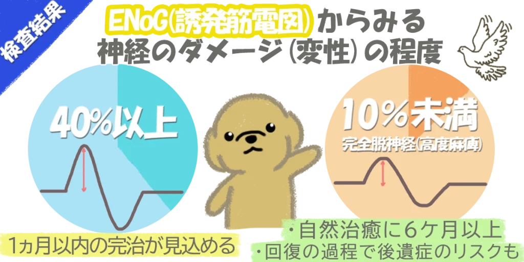 顔面神経麻痺｜ENoGから分かる重症度